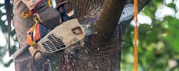 Best Fruit Tree Pruning  in West Menlo Park, CA