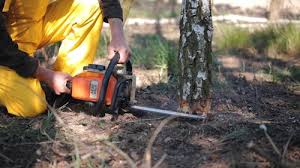 How Our Tree Care Process Works  in  West Menlo Park, CA