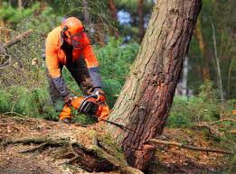 Best Tree Preservation Services  in West Menlo Park, CA