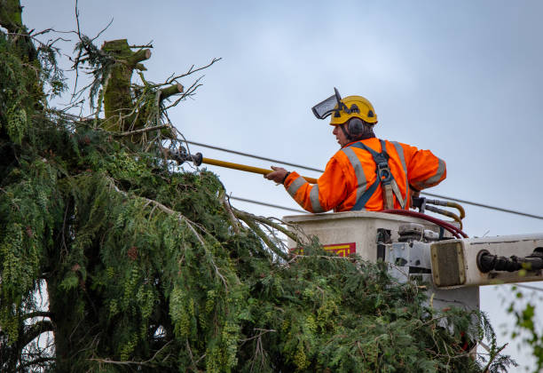 Best Hazardous Tree Removal  in West Menlo Park, CA