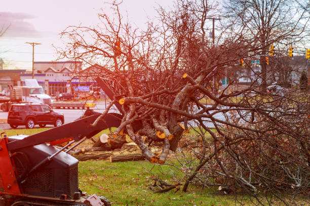 Tree and Shrub Care in West Menlo Park, CA