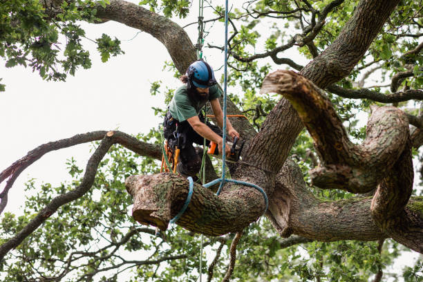 Best Commercial Tree Services  in West Menlo Park, CA