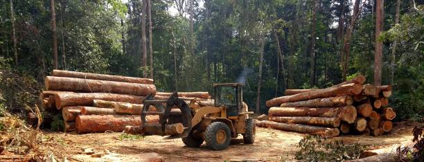 Best Arborist Consultation Services  in West Menlo Park, CA