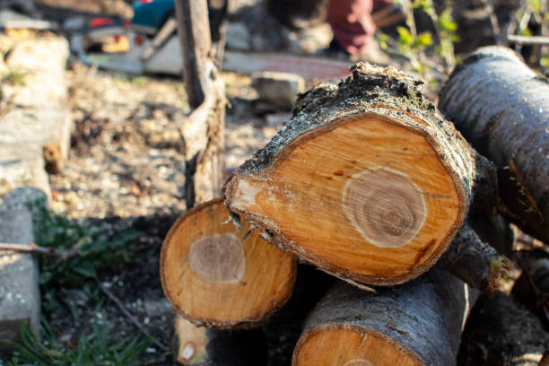 Best Tree Health Inspection  in West Menlo Park, CA