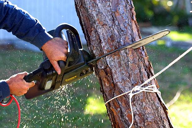 Best Firewood Processing and Delivery  in West Menlo Park, CA