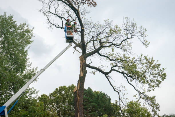 Best Utility Line Clearance  in West Menlo Park, CA