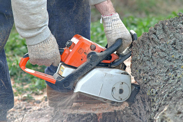 Reliable West Menlo Park, CA Tree Care Solutions