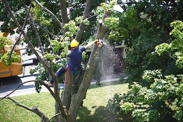 Best Tree Maintenance Programs  in West Menlo Park, CA