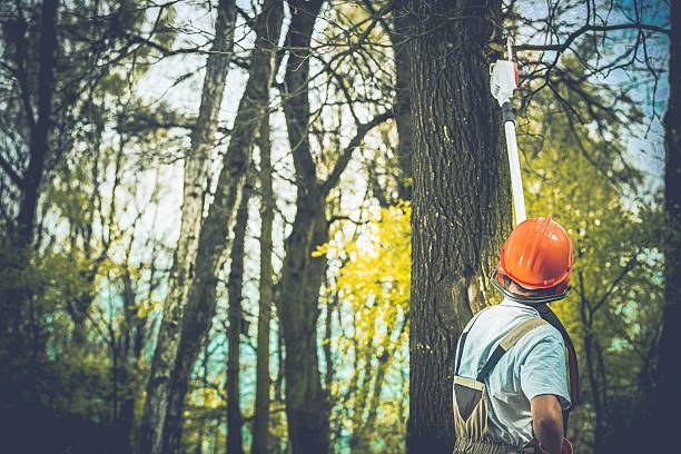 Best Tree Disease Treatment  in West Menlo Park, CA