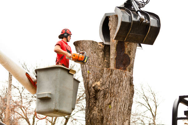 Best Palm Tree Trimming  in West Menlo Park, CA