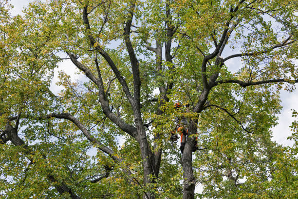 Best Tree Trimming and Pruning  in West Menlo Park, CA