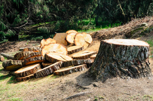 Best Leaf Removal  in West Menlo Park, CA